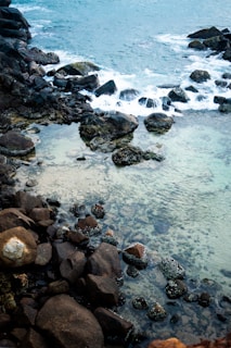 Rugged shoreline with large dark rocks scattered across the edge of clear blue-green water. Waves gently break against the rocks, creating white foam and subtle reflections on the surface. Algae and small marine organisms are visible on some of the rocks, indicating a thriving coastal ecosystem.