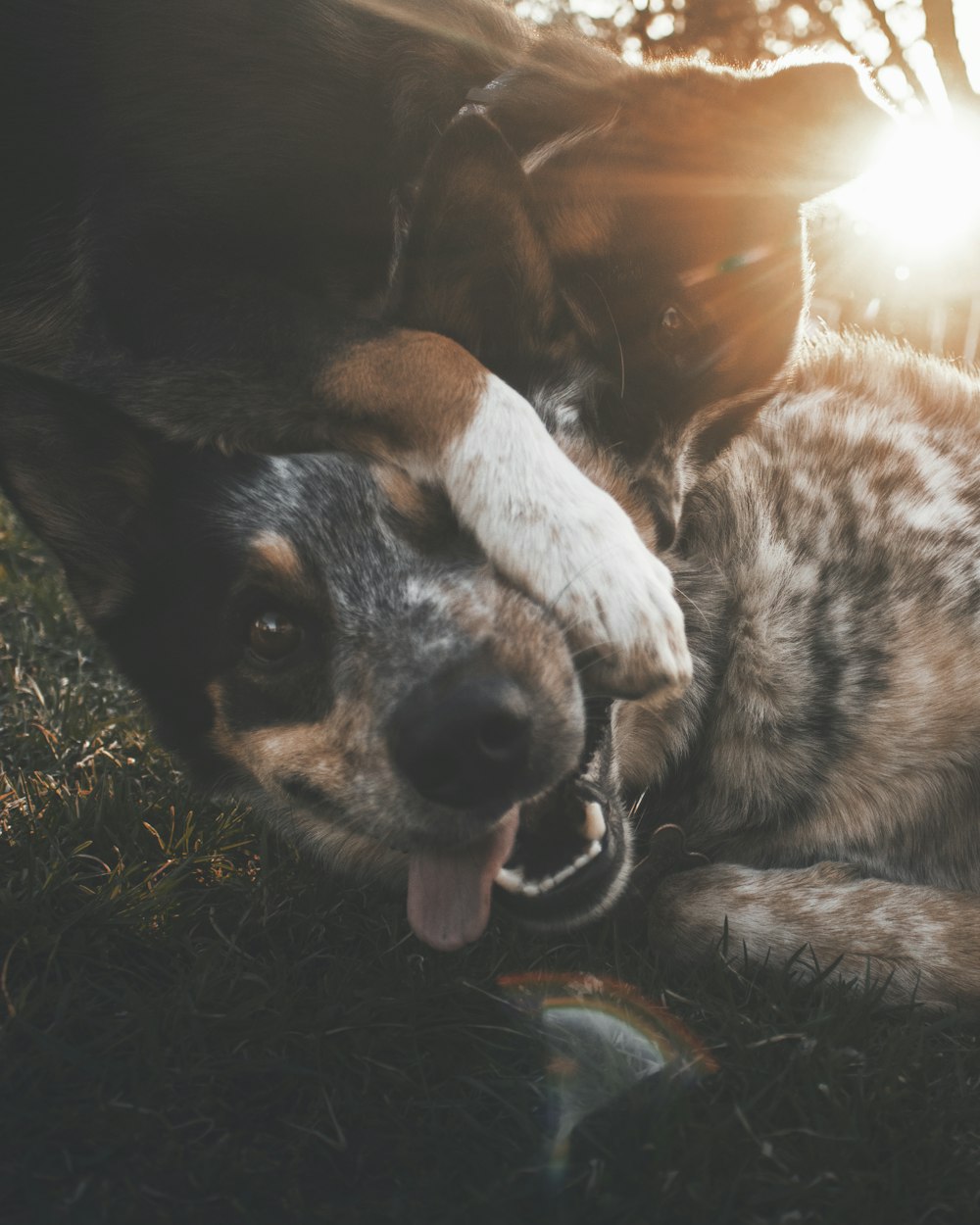 Chien noir et feu à poil court