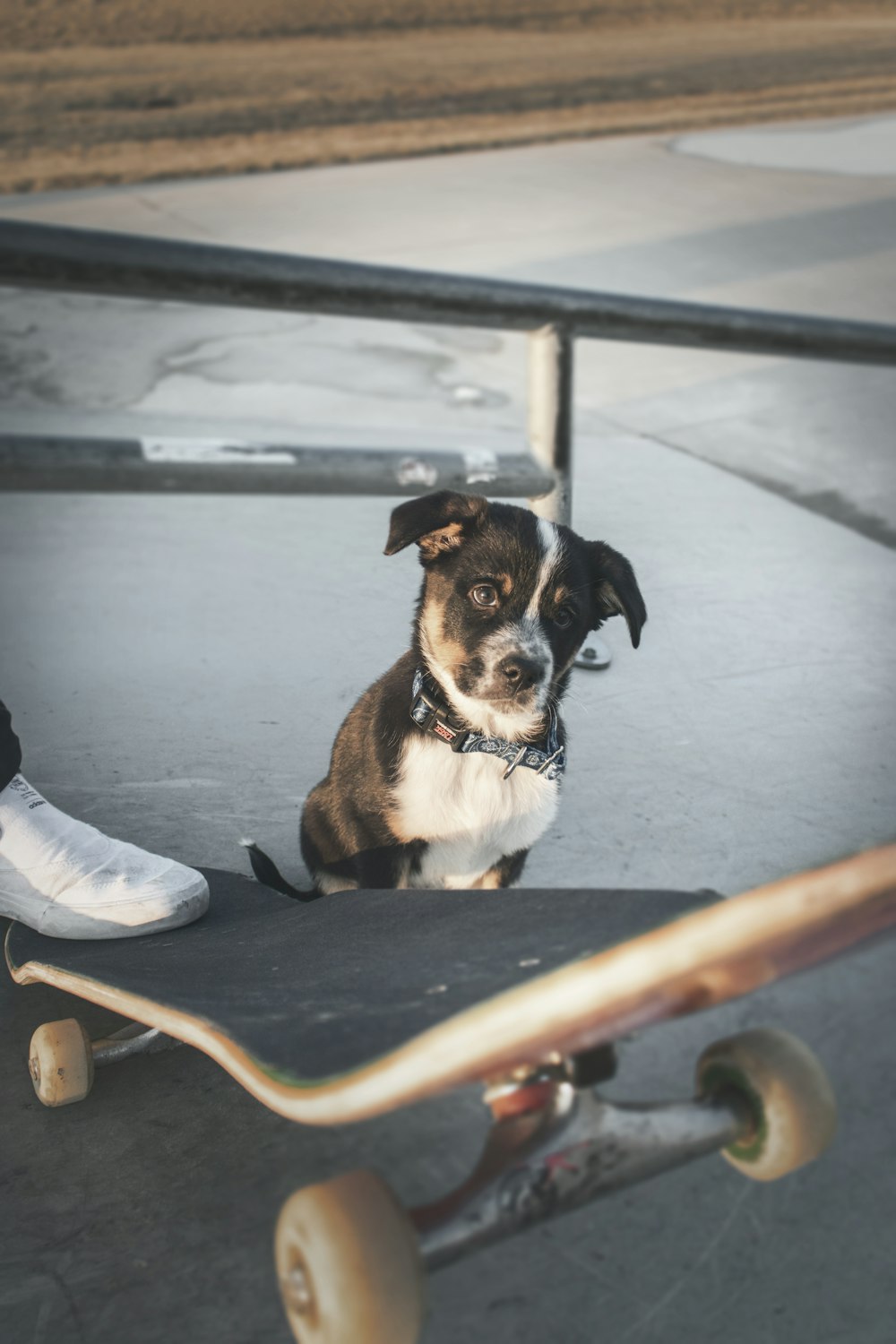 Kurzhaariger schwarz-weißer Hund im Skatepark