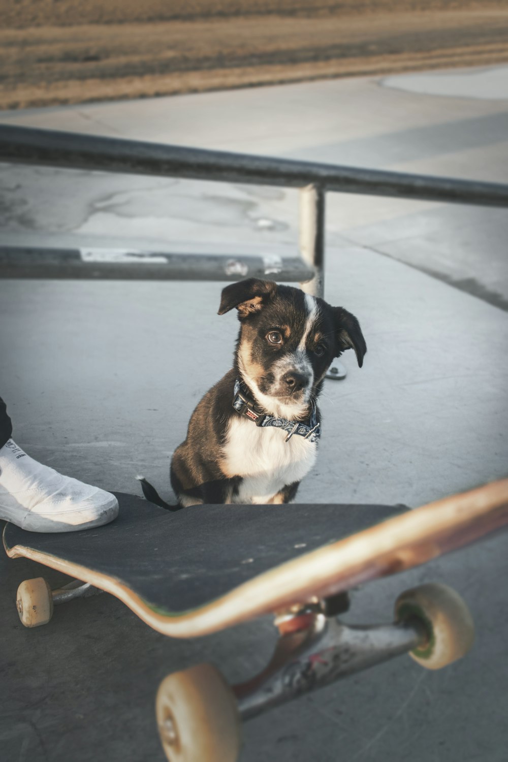 short-coated black-and-white dog at skate park