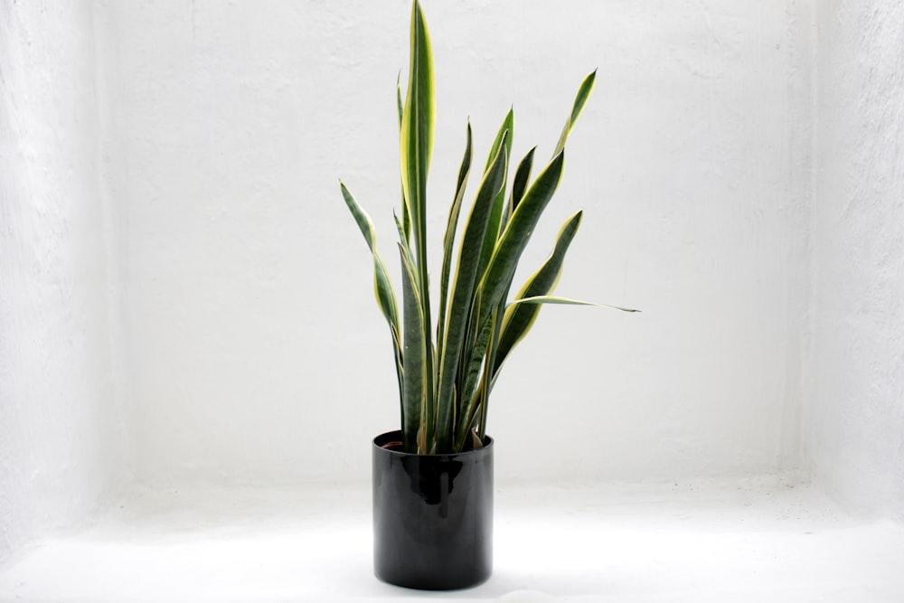 potted gold snake plant