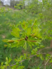 A serene image of fresh green leaves and natural herbs symbolizing health and wellness.