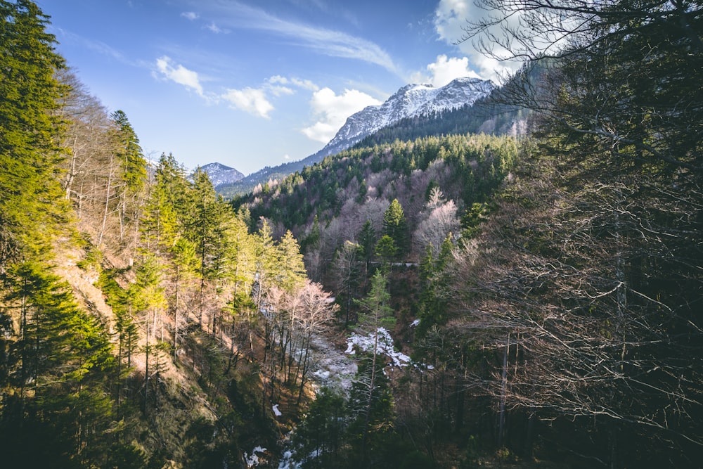 alberi verdi vicino alle montagne durante il giorno