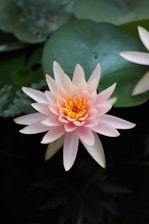 a pink and yellow water lily in a pond