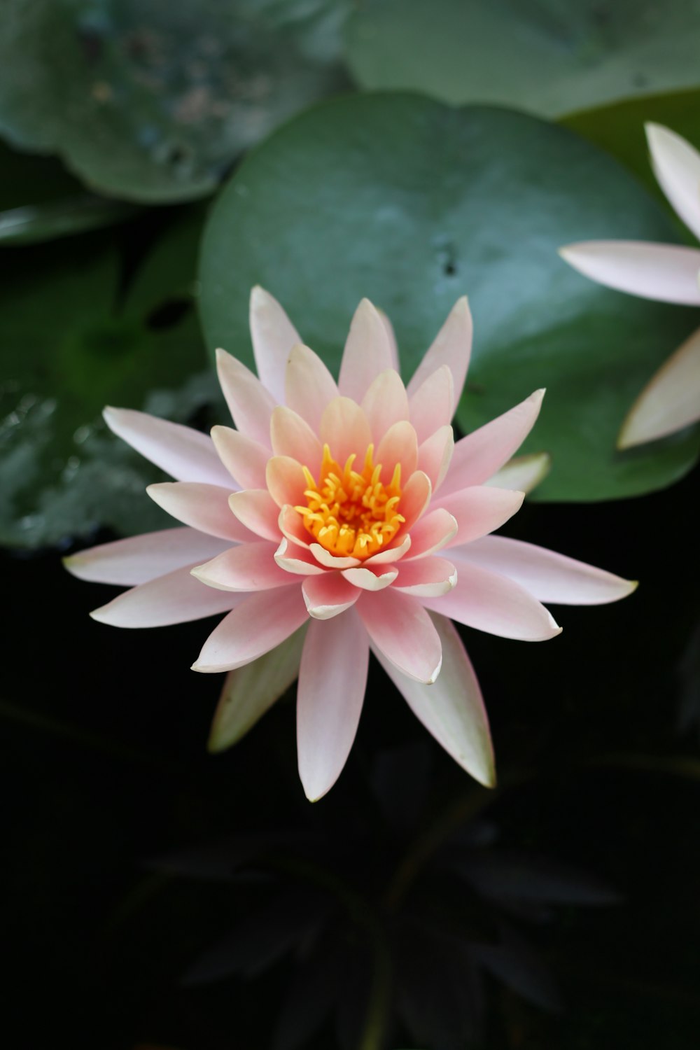 a pink and yellow water lily in a pond