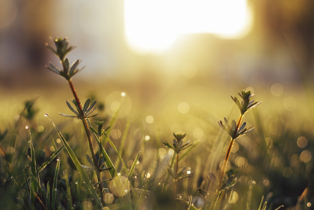 green grass with water droplets during daytime