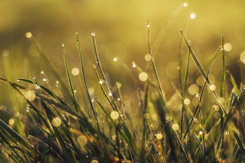 dew on grass during golden hour
