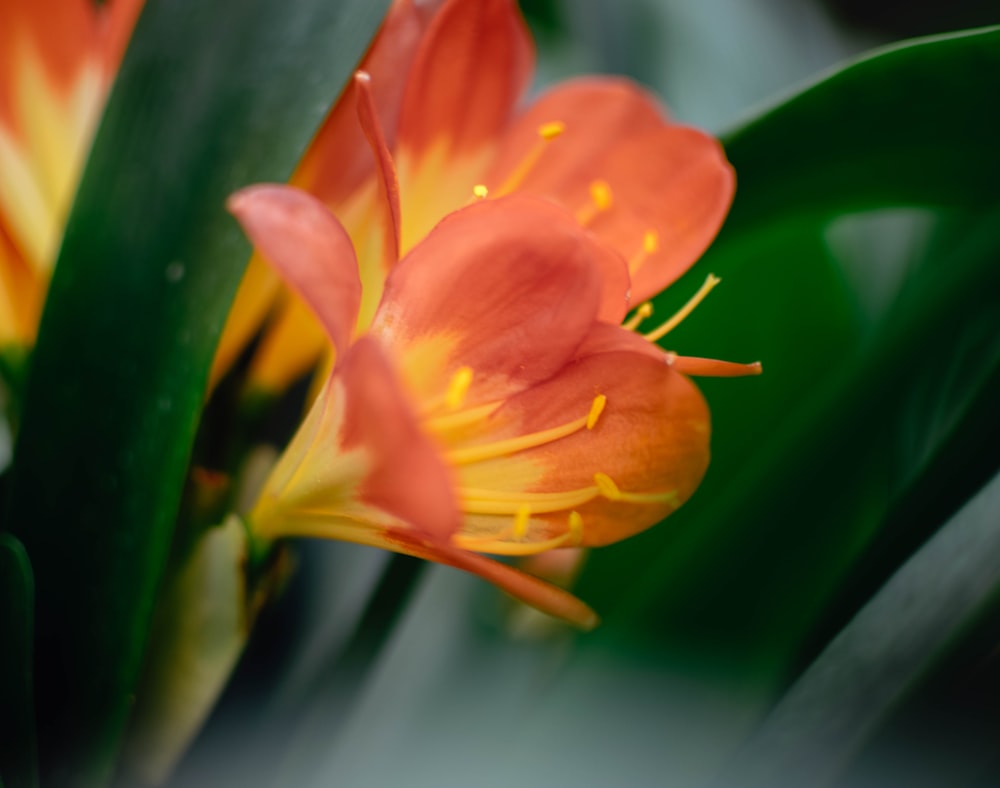 Flor de pétalos naranjas y amarillos