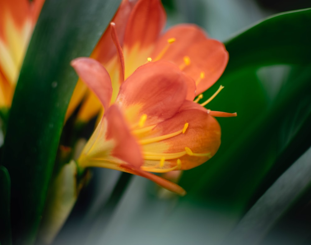orange and yellow petaled flower