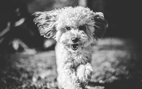 A small, fluffy dog running directly towards the camera with its mouth open, appearing playful and energetic. The background is blurred, possibly depicting grass and trees, suggesting an outdoor setting. The image is black and white, adding a classic touch.