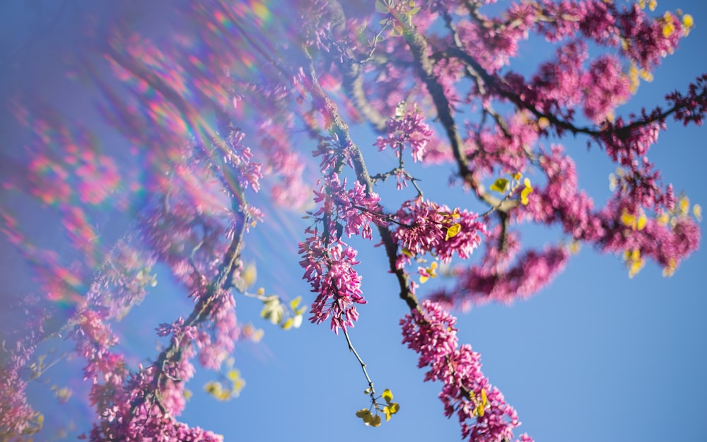 blooming pink cherry blossom tree