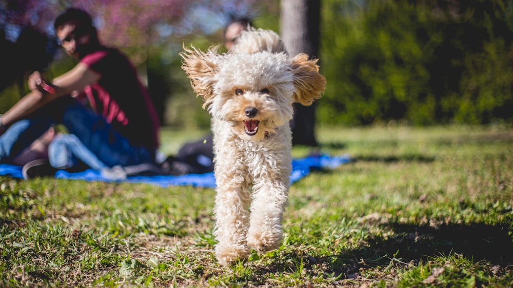 medium-coated white dog