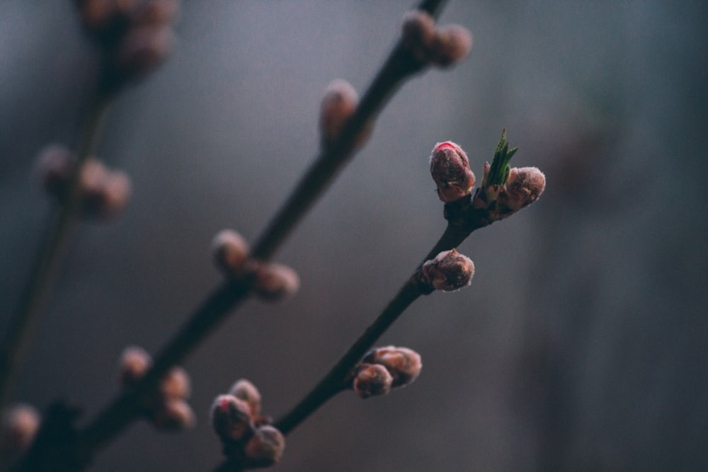 pink flower buds starting to bloom