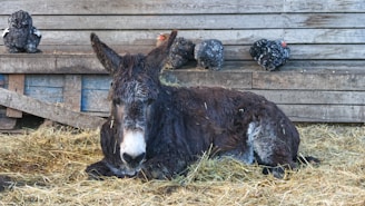A cozy barn scene showing donkeys resting comfortably in their sanctuary.
