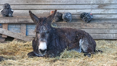 A cozy barn scene showing donkeys resting comfortably in their sanctuary.