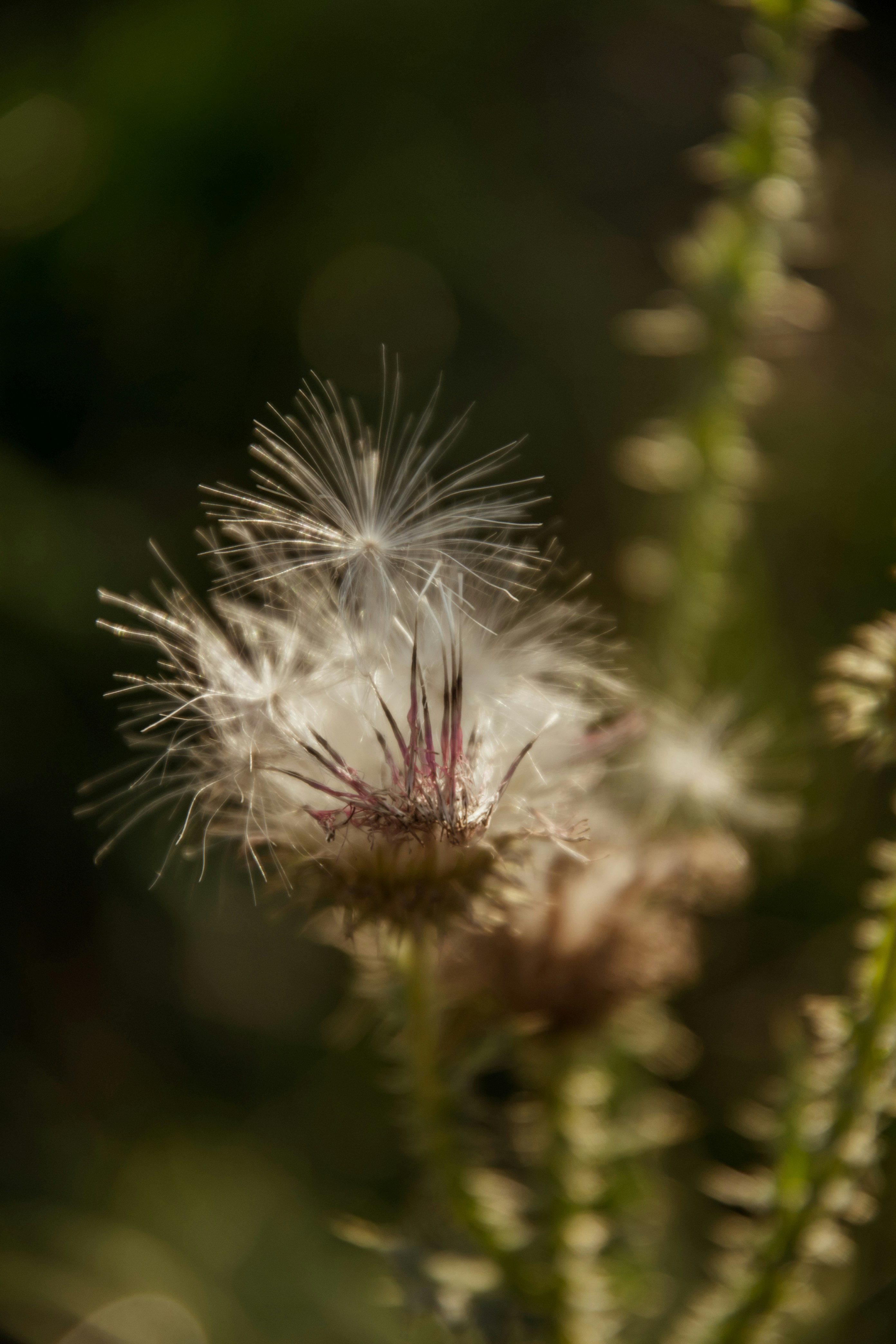 Photo by katerinalandia