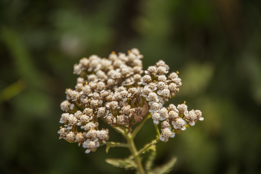 fotografia de foco seletivo de botões florais cinzas