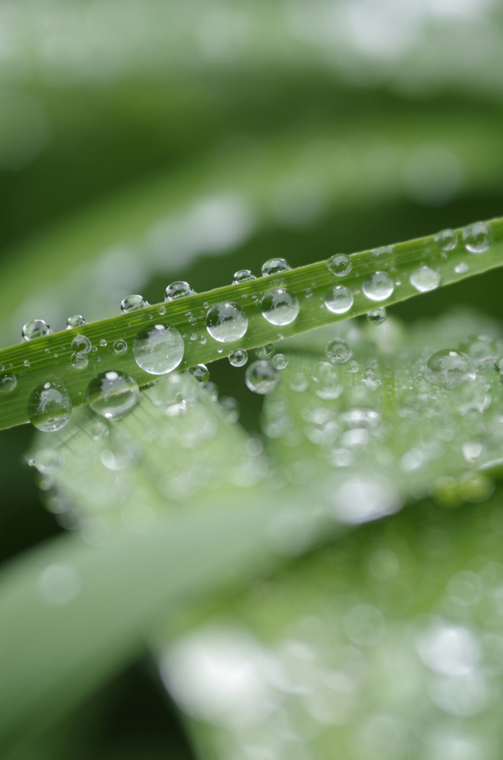 water dew on leaves