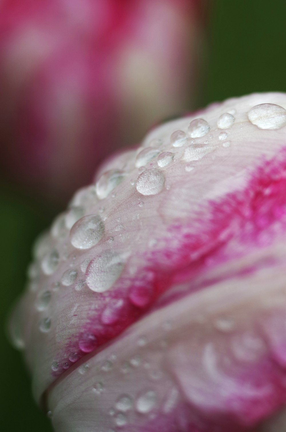 water dew on pink and white flower