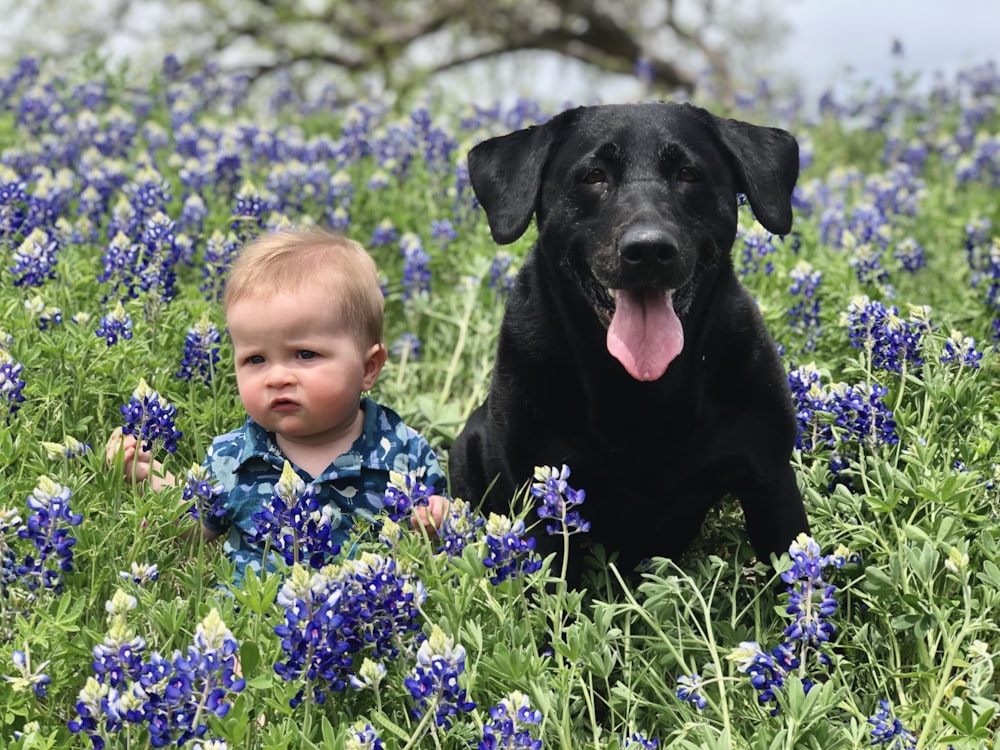 adult black Labrador retriever beside the boy