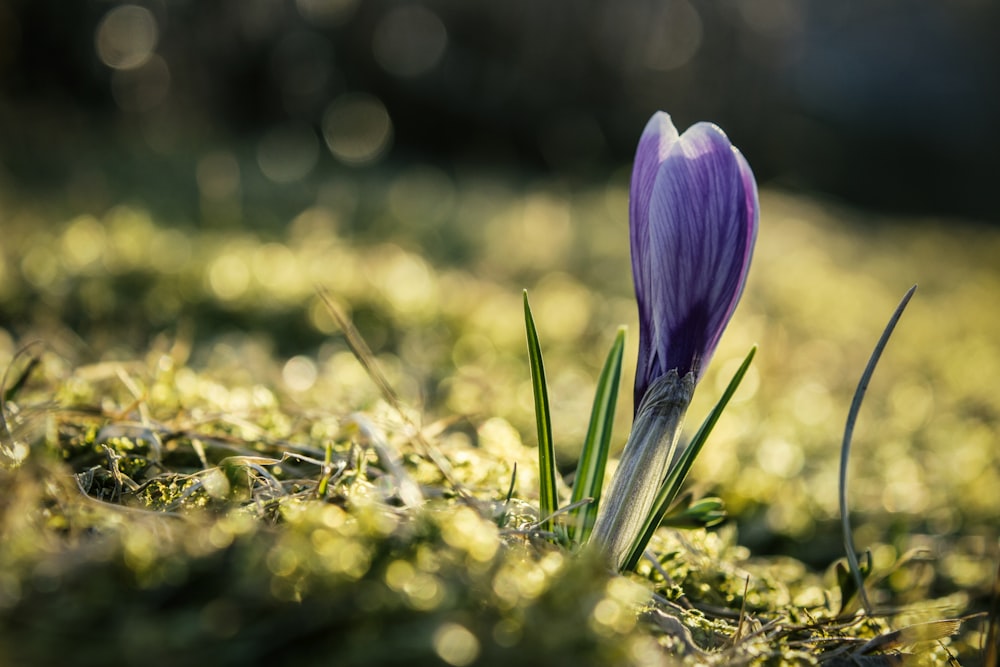 blue-petal flower