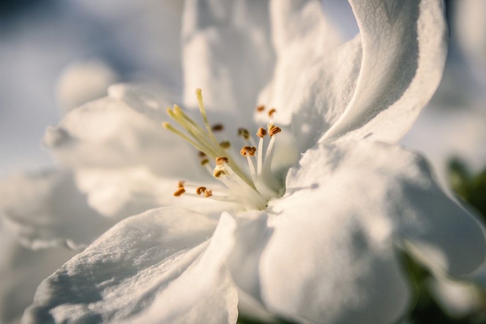 selective focus photography of white petaled flower in bloom