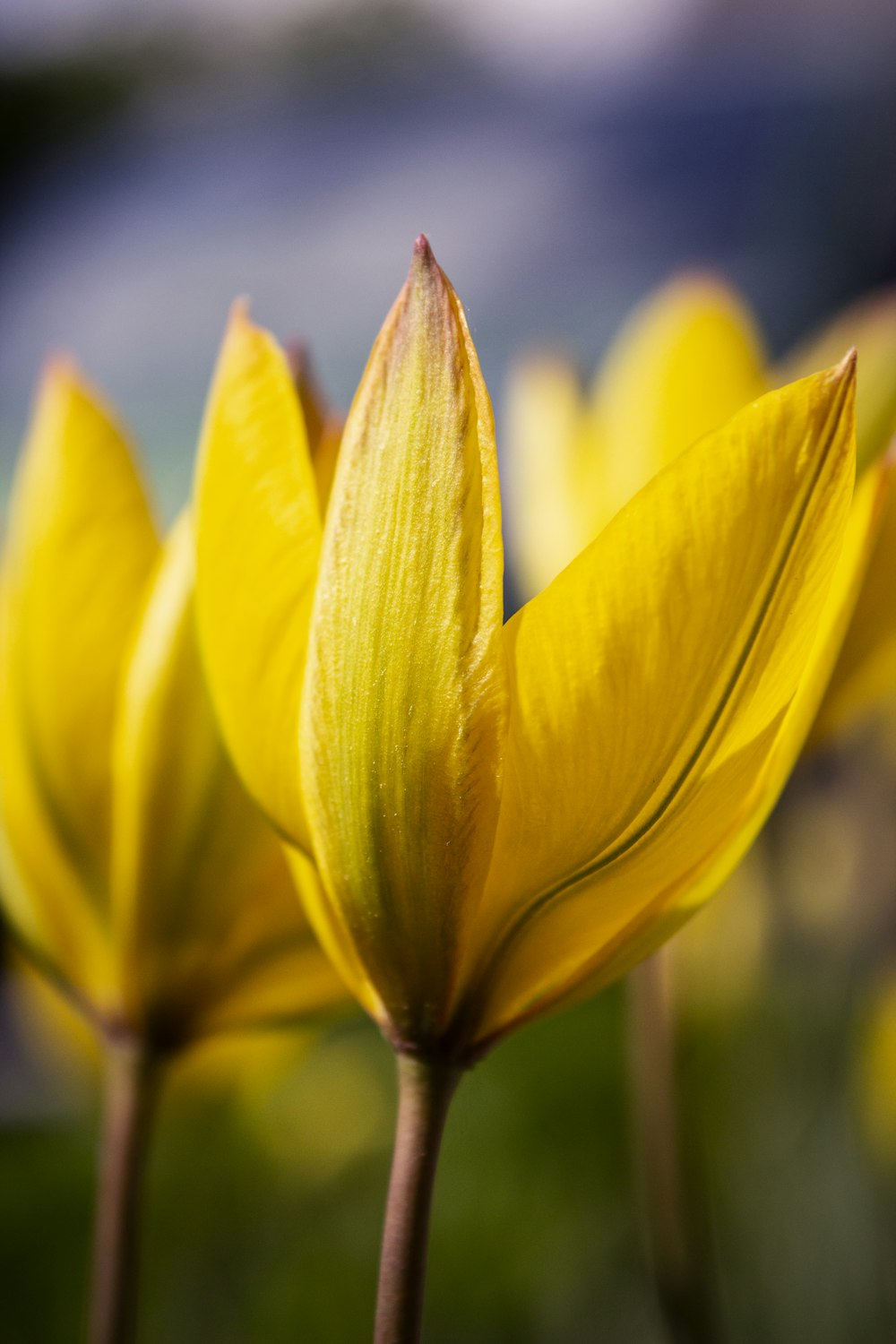 selective focus photography of yellow petaled flowers