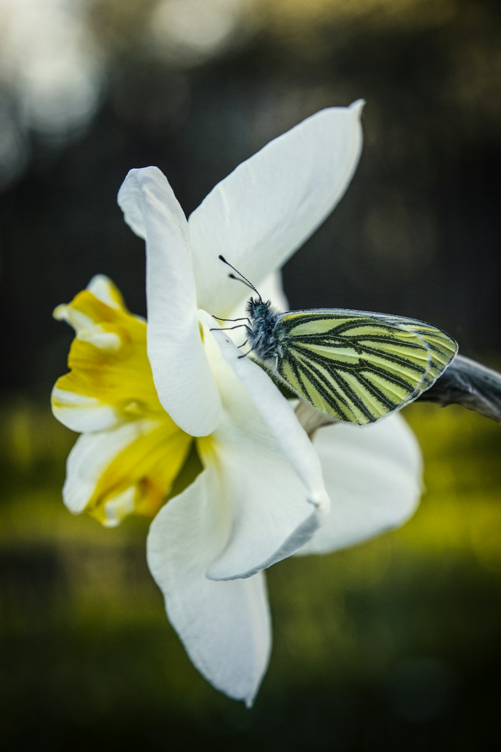 black and yellow butterfly