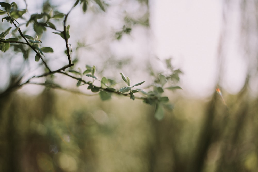 shallow depth of field photography of green-leaf plant