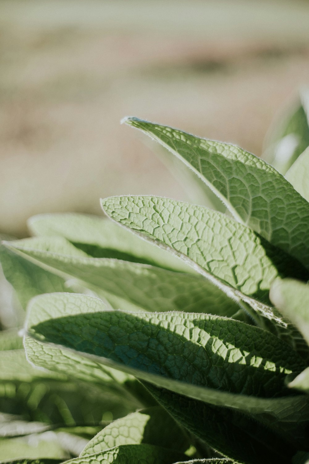 Foto de primer plano de hoja verde