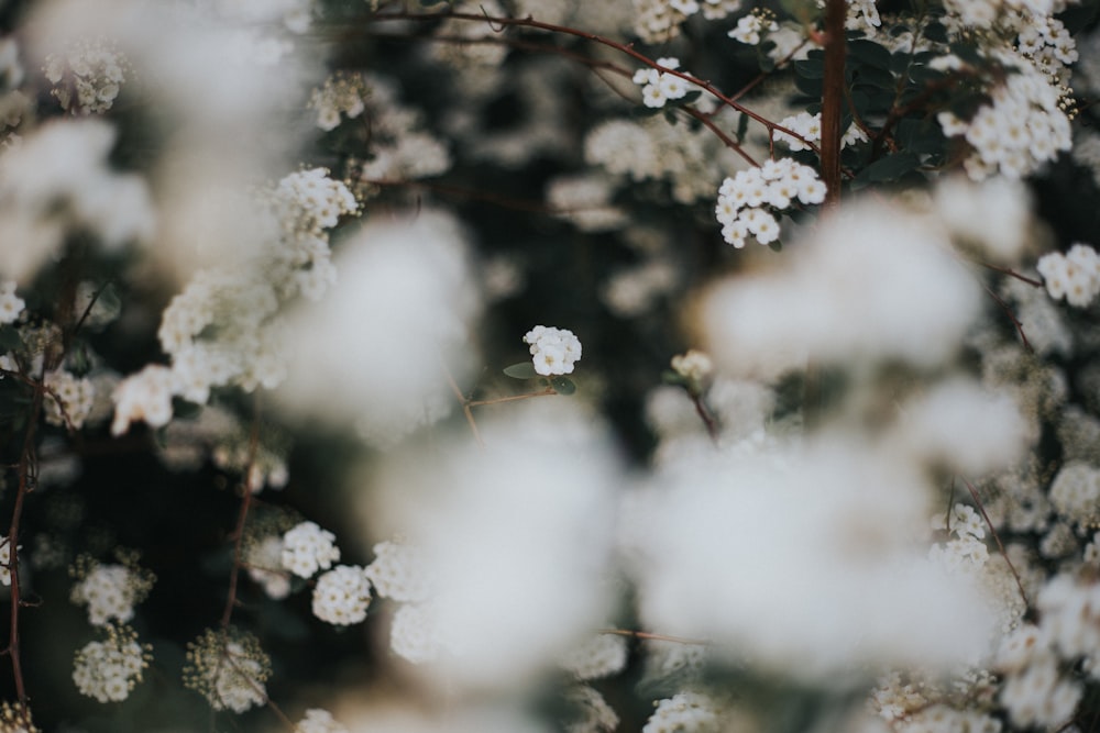 flor de pétalos blancos