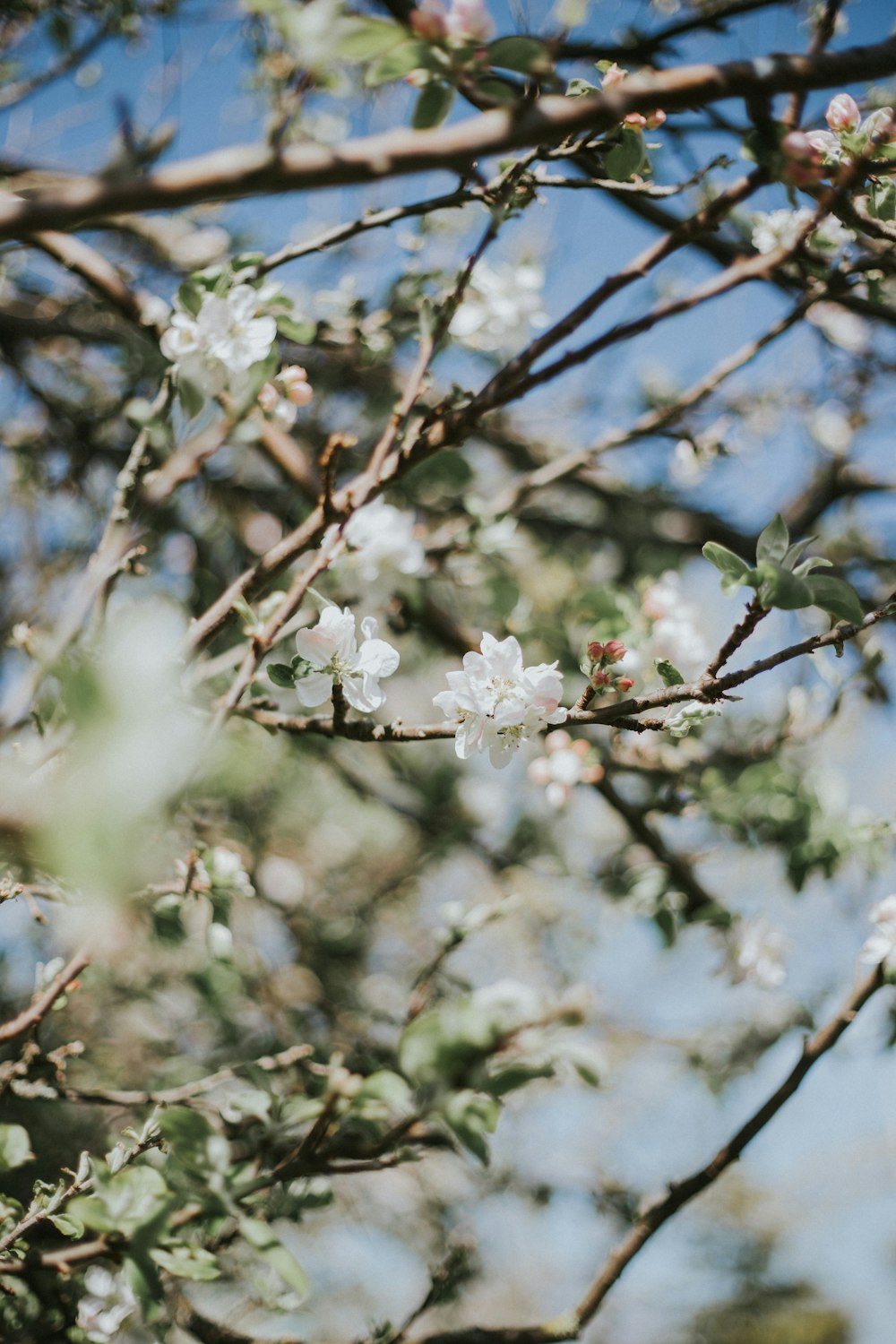 흰 꽃잎 하부의 얕은 피사계 심도 사진