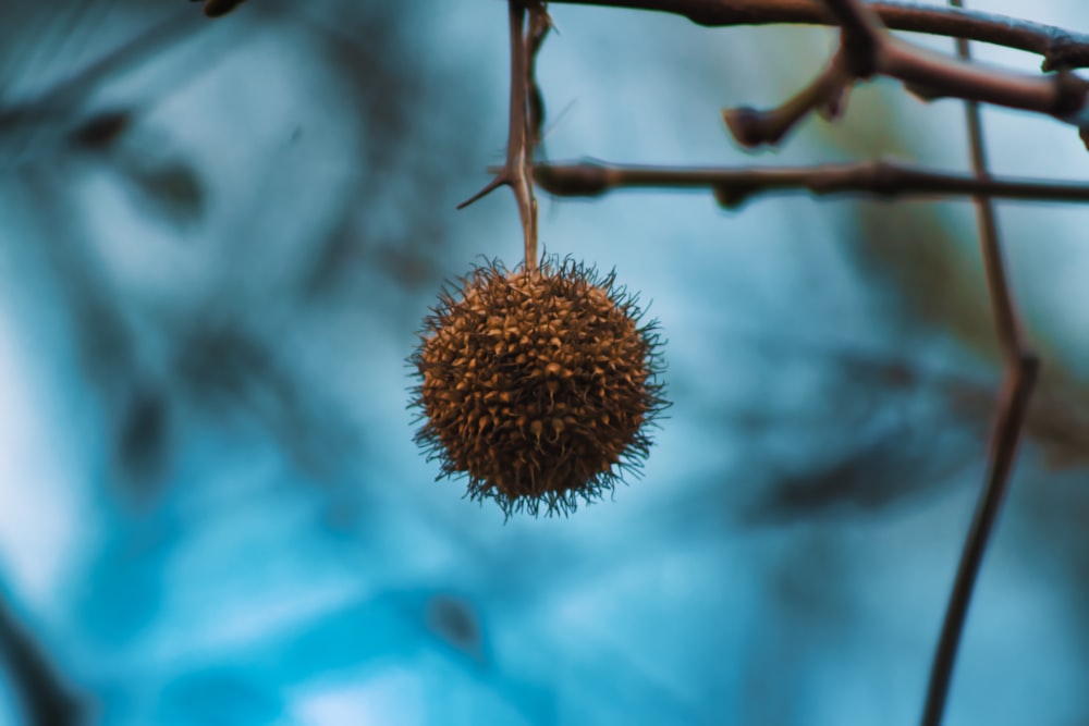 shallow depth of field photography of round brown fruit