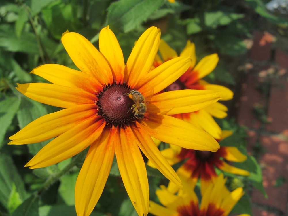 brown bee on yellow daisy flower