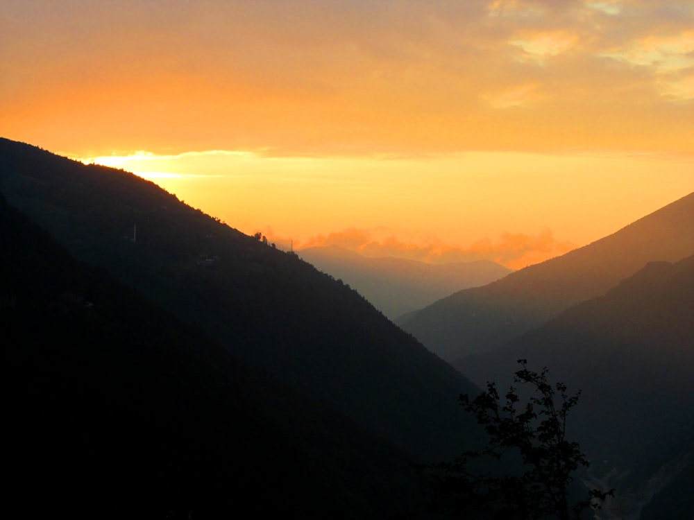 forest on mountains during golden hour