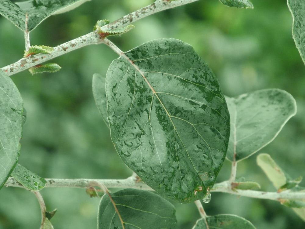 closeup photography of green leafy plant