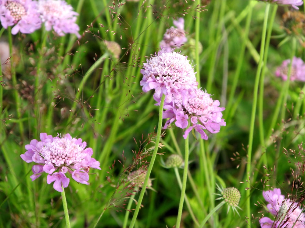 closeup photography of pink petaled flowers