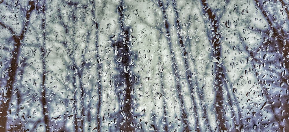 rain splattered windows facing trees