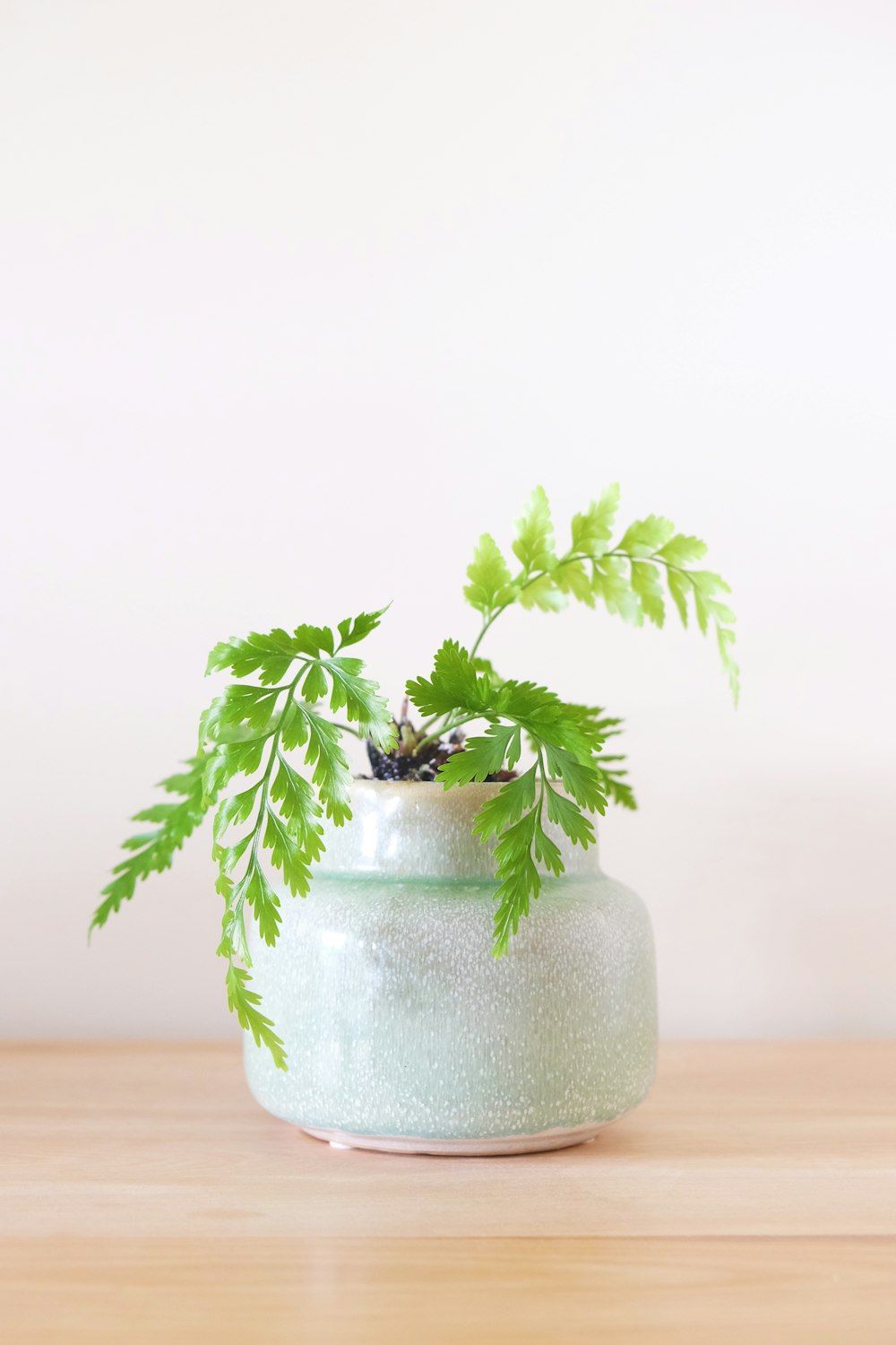 Grünblattpflanze in weißer Vase