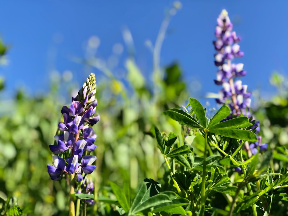 purple-petaled flower