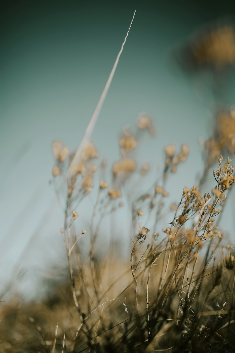 a close up of a plant with a blue sky in the background