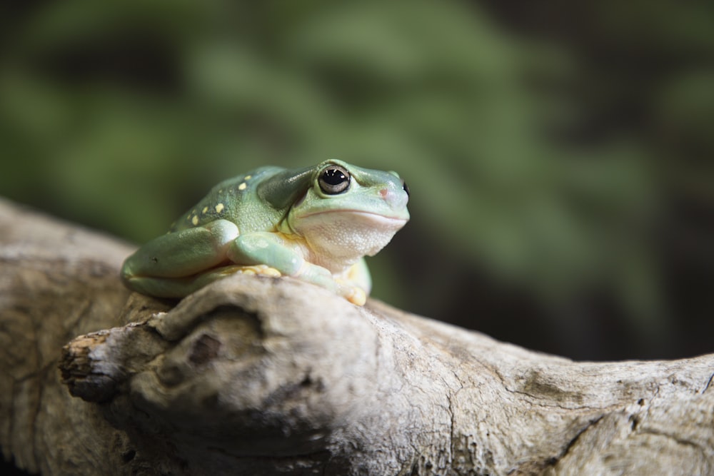 gray toad on brown tree