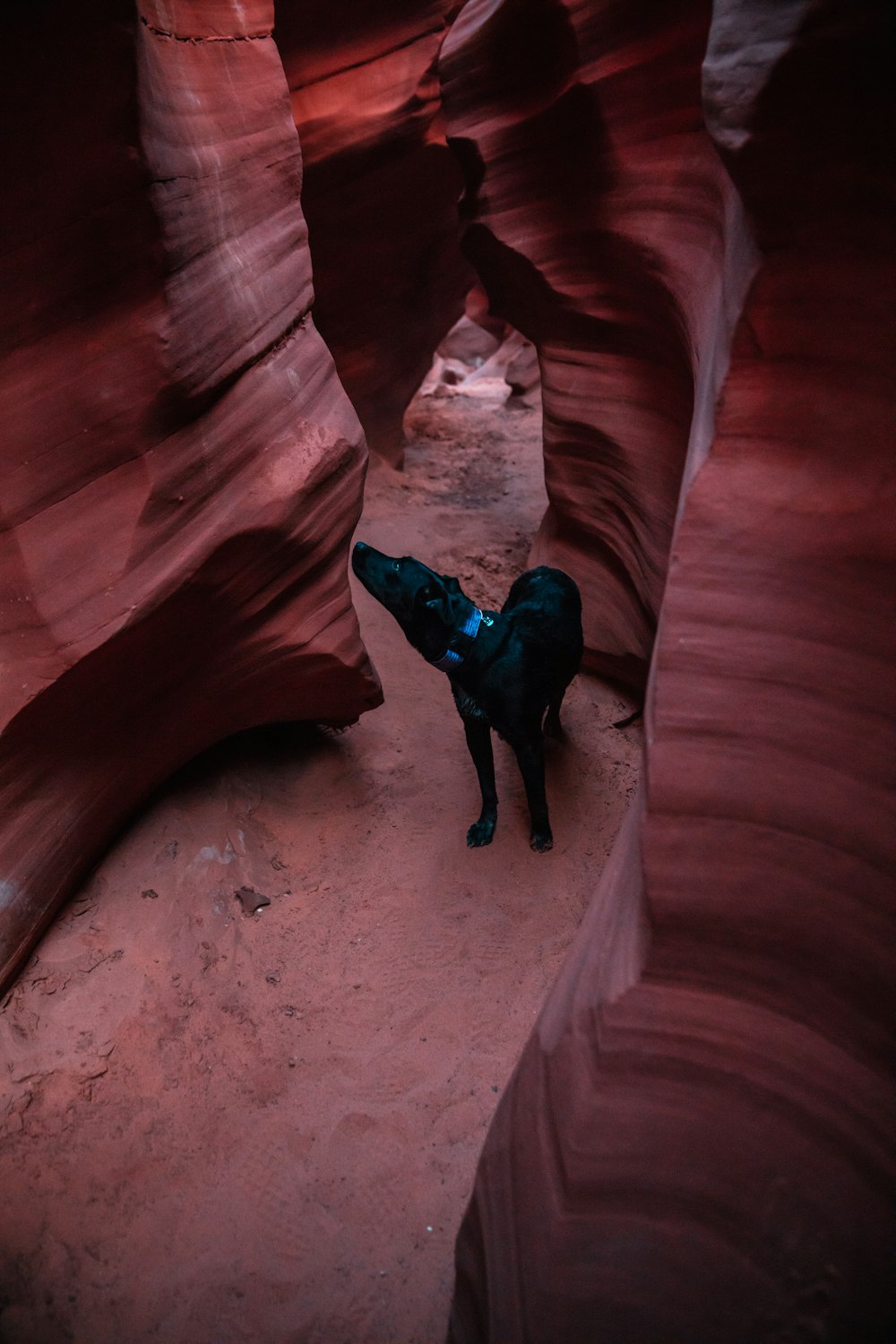 short-coated black dog