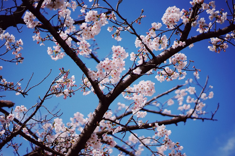 white petaled flower