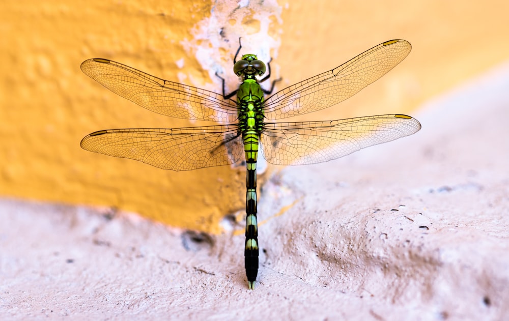 fotografia ravvicinata della libellula