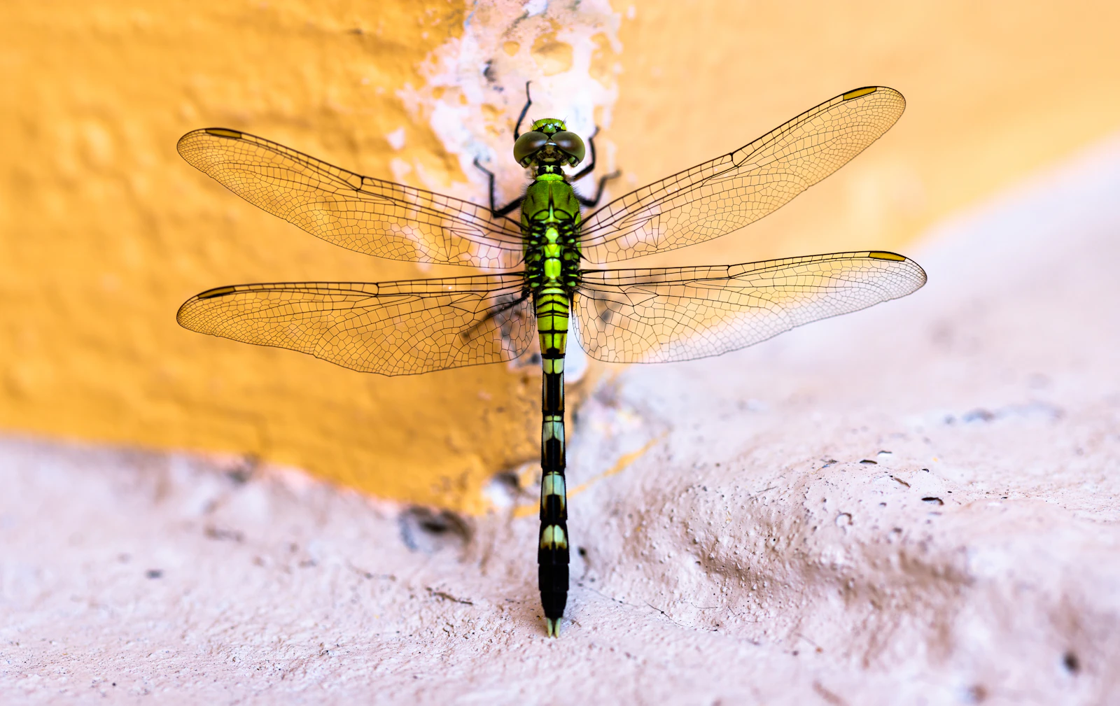 Scientists Find Dozens of New Species in a Once-Inaccessible Corner of Angola