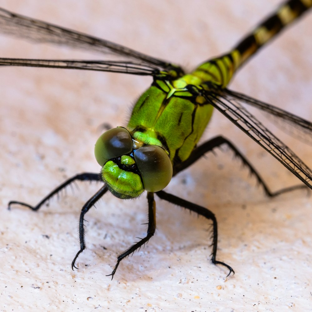 green dragonfly