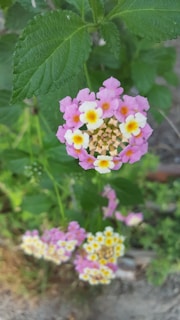 A cluster of lantana flowers displays vibrant pink and yellow hues amidst lush green leaves. The focus is on a single cluster with a kaleidoscope of petals transitioning from white and yellow in the center to soft pink at the edges. Surrounding plants and a blurred background create a natural setting.