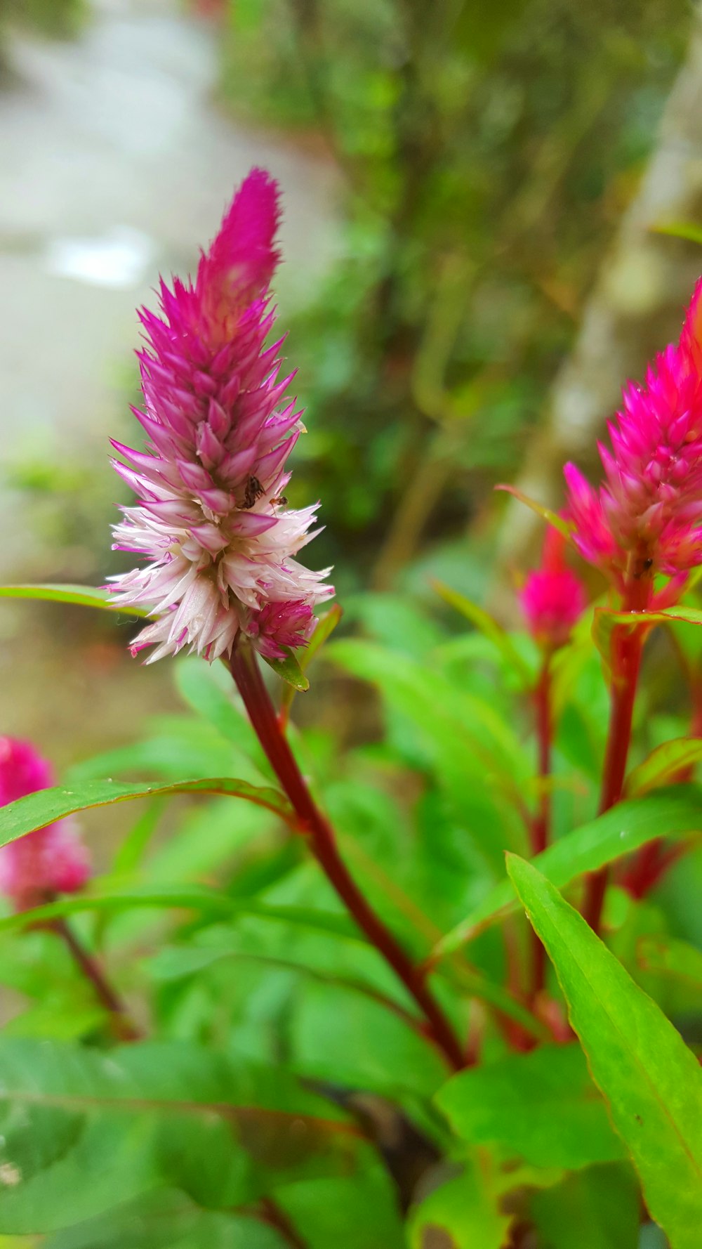 red and pink flowers in bloom