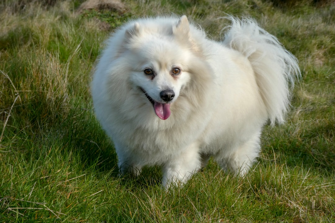 long-coated white dog standing on grass